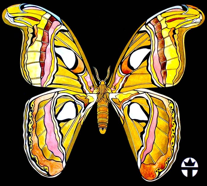 Atlas Moth