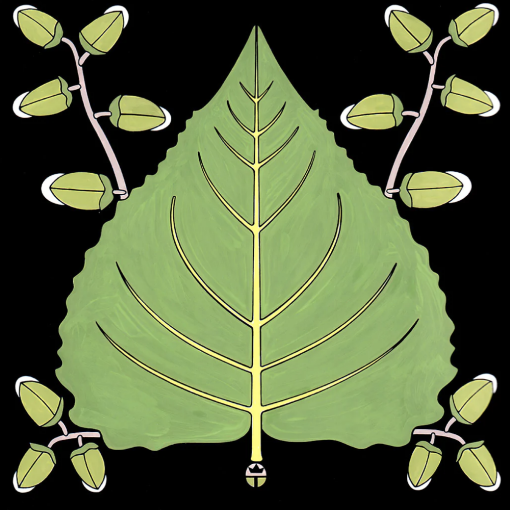 Cotton Wood