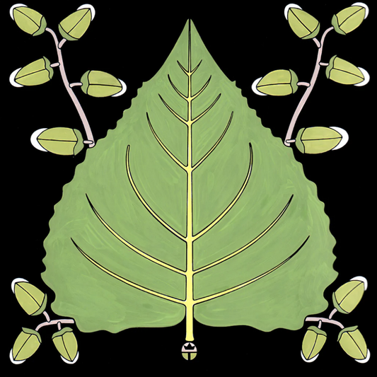 Cotton Wood