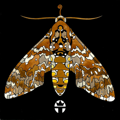 Hawk Moth