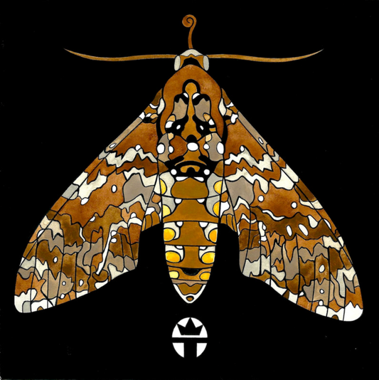 Hawk Moth