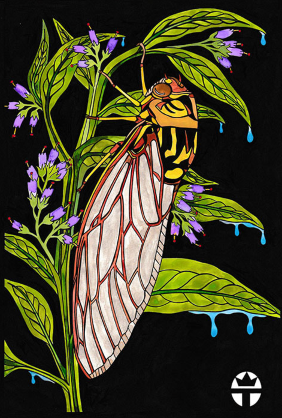 Cicada Comfrey