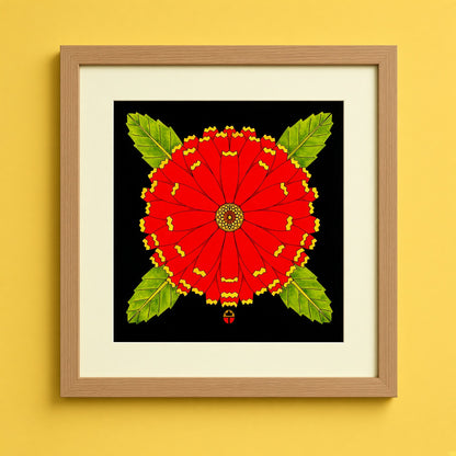 Coreopsis