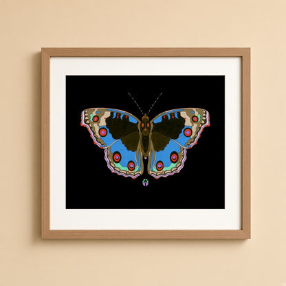 Junonia