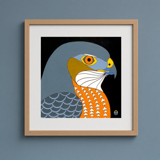 Coopers Hawk