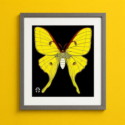 Luna Moth