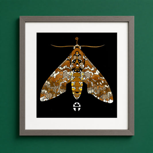 Hawk Moth
