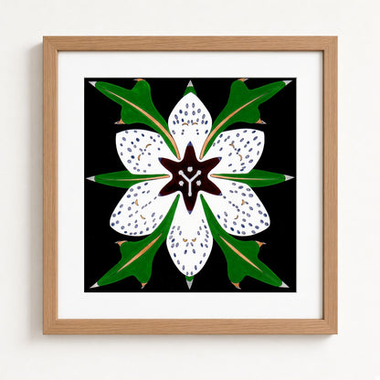 Spotted Langloisia