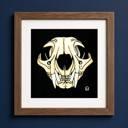 Bobcat Skull