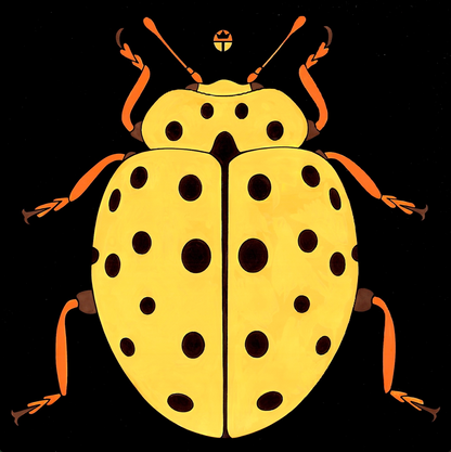 Ladybird Beetle