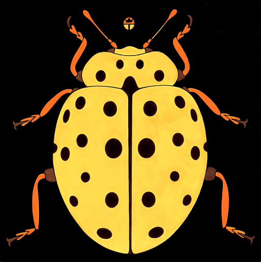 Ladybird Beetle