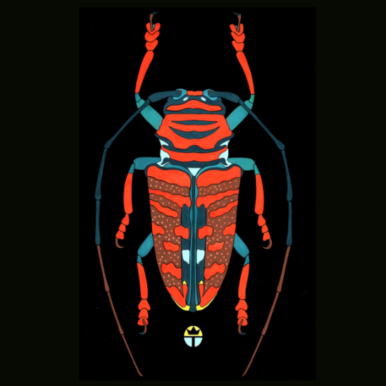 Beautyfull Beetle 1