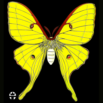 Luna Moth