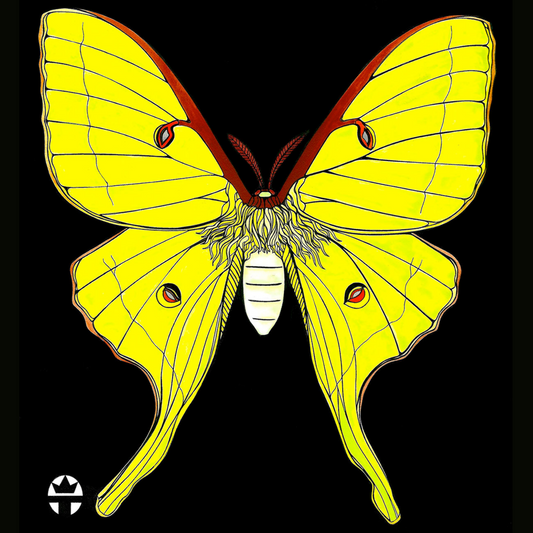 Luna Moth