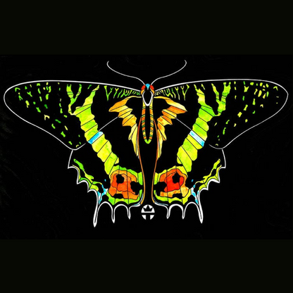 Butterfly Beauty