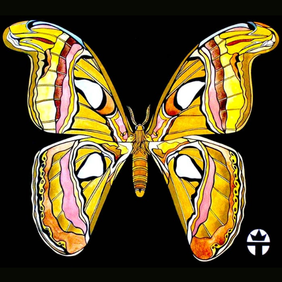 Atlas Moth