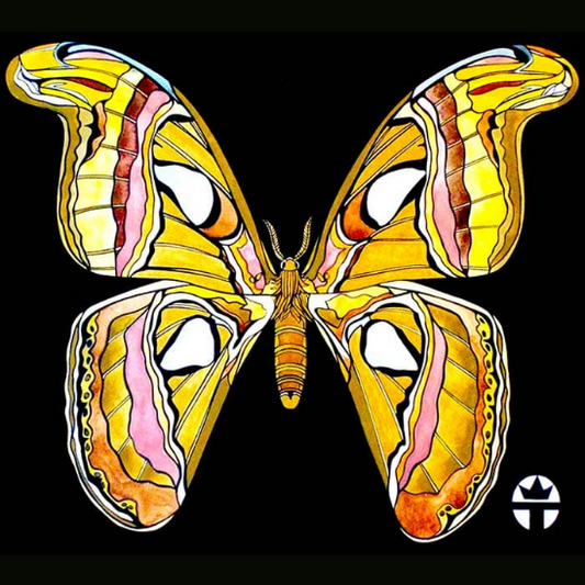Atlas Moth