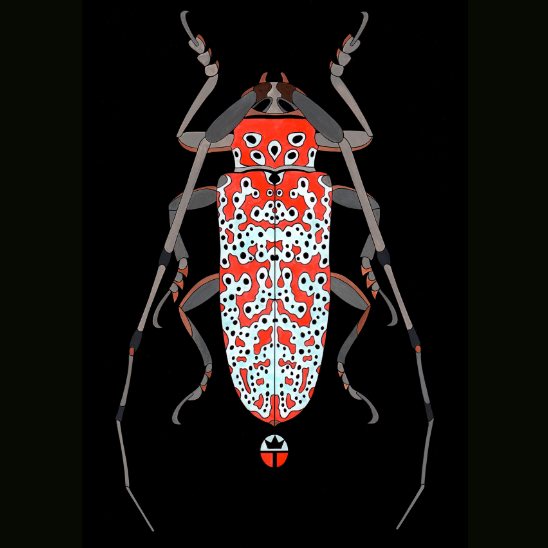 Beautyfull Beetle 3