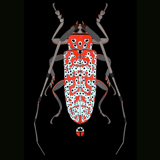Beautyfull Beetle 3