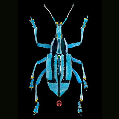 Eupholus Bennetti