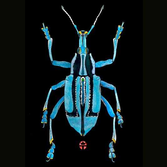 Eupholus Bennetti