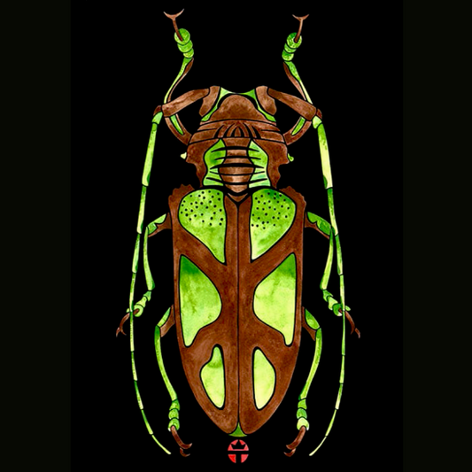 Anoplastetha Lactator
