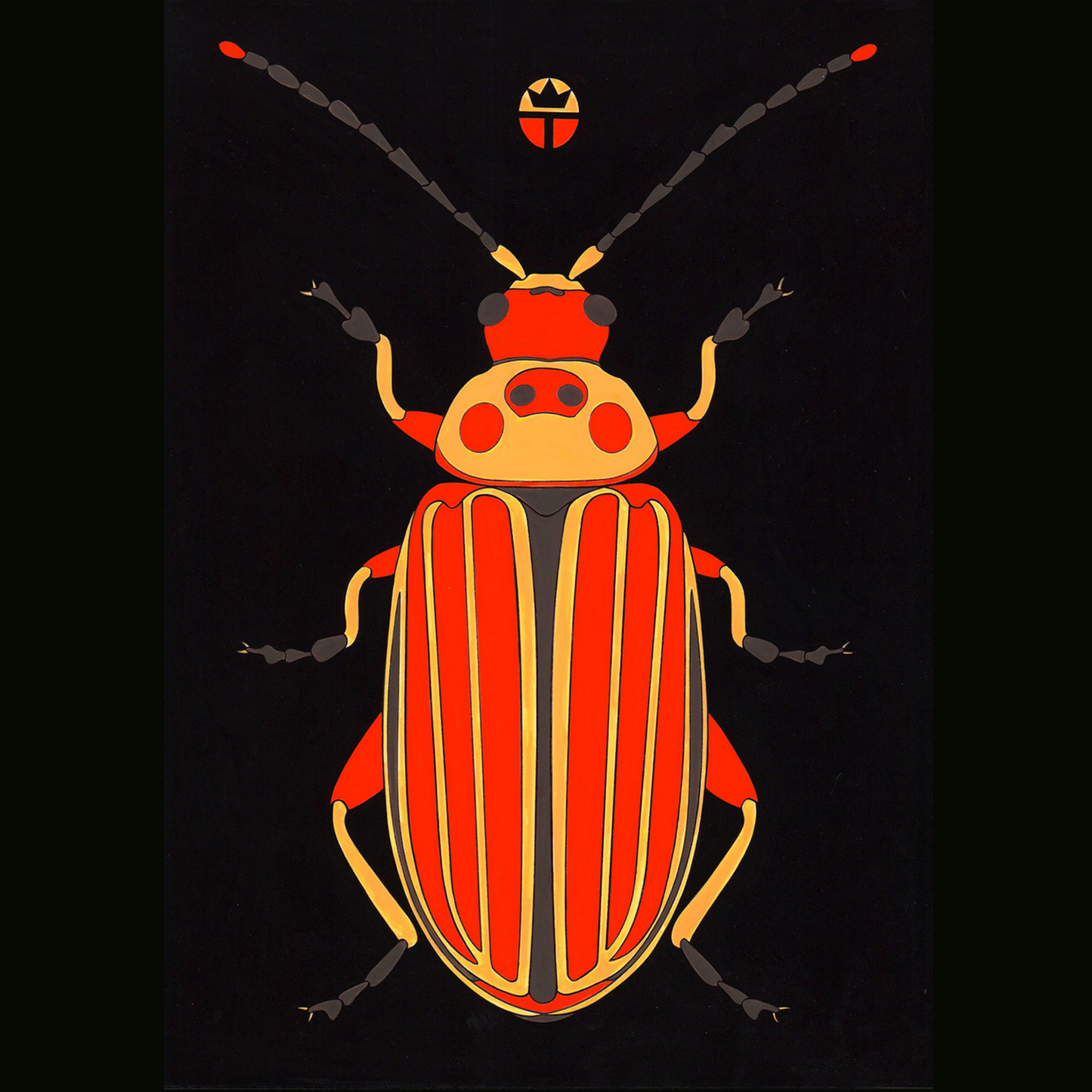 Disonycha Tenuicornis