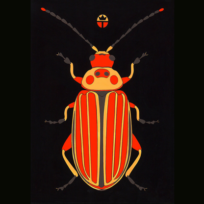 Disonycha Tenuicornis