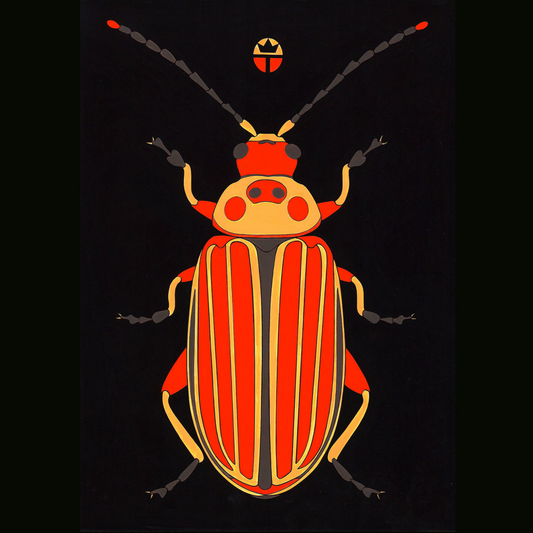 Disonycha Tenuicornis