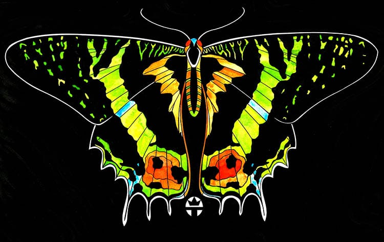 Butterfly Beauty