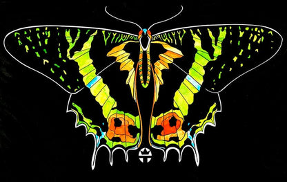 Butterfly Beauty