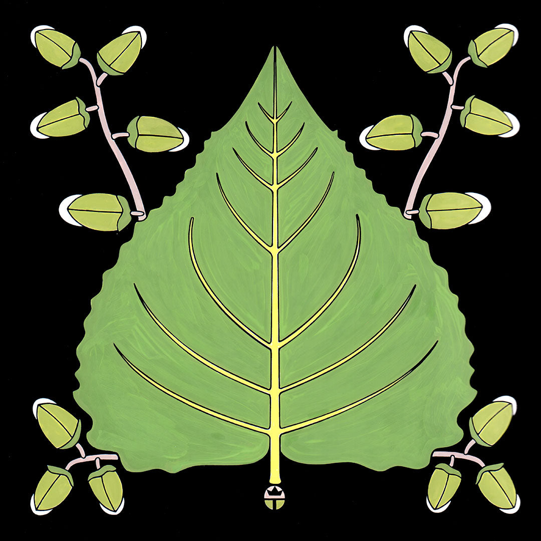 Cottonwood