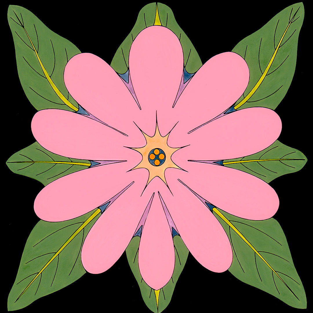 print of desert verbena. pink flower, green leaves, black background, by wil taylor