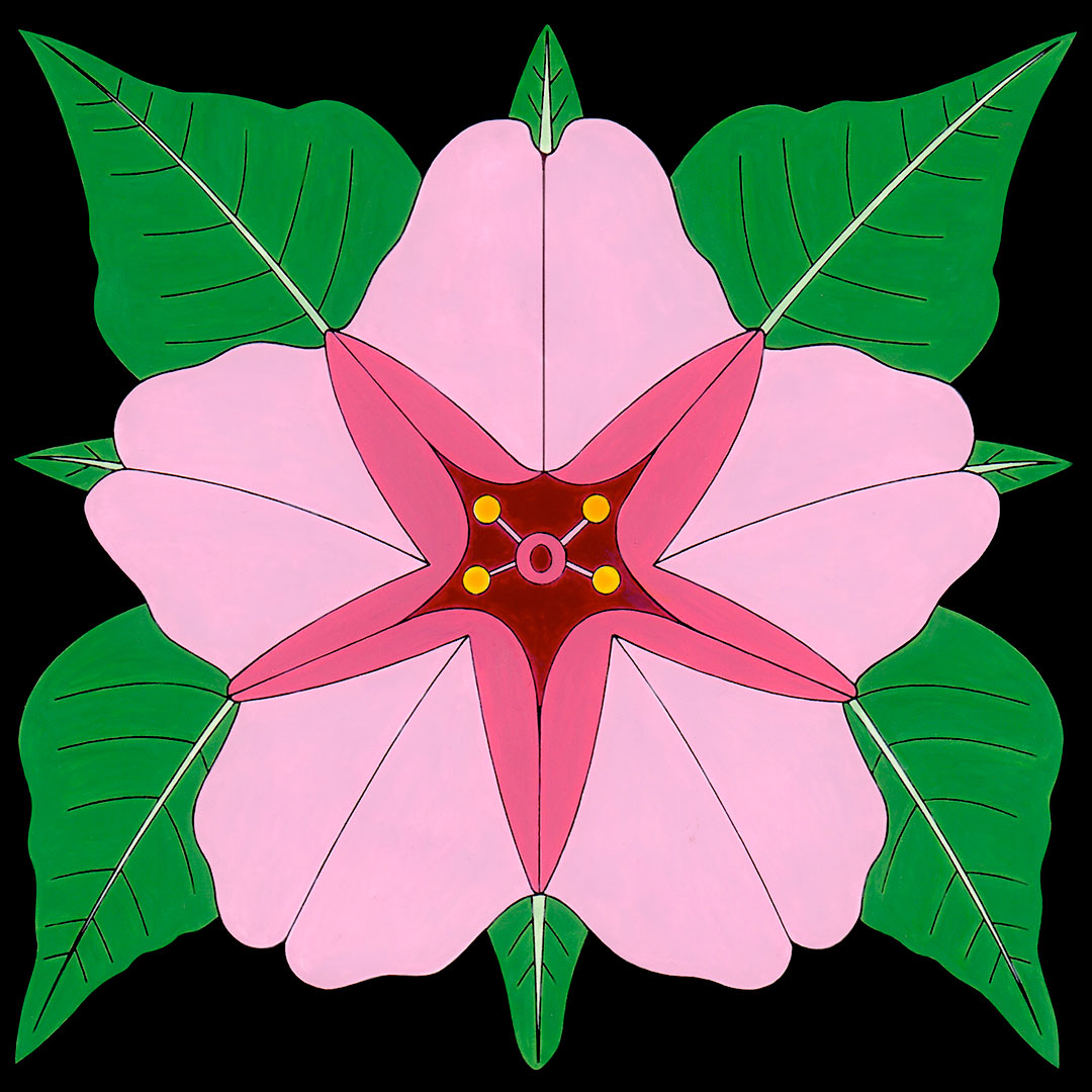 Pink Desert 4 o'clock flower by wil taylor