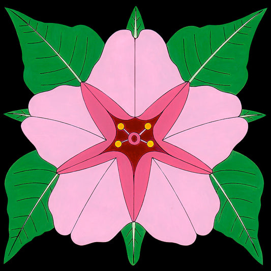 Pink Desert 4 o'clock flower by wil taylor
