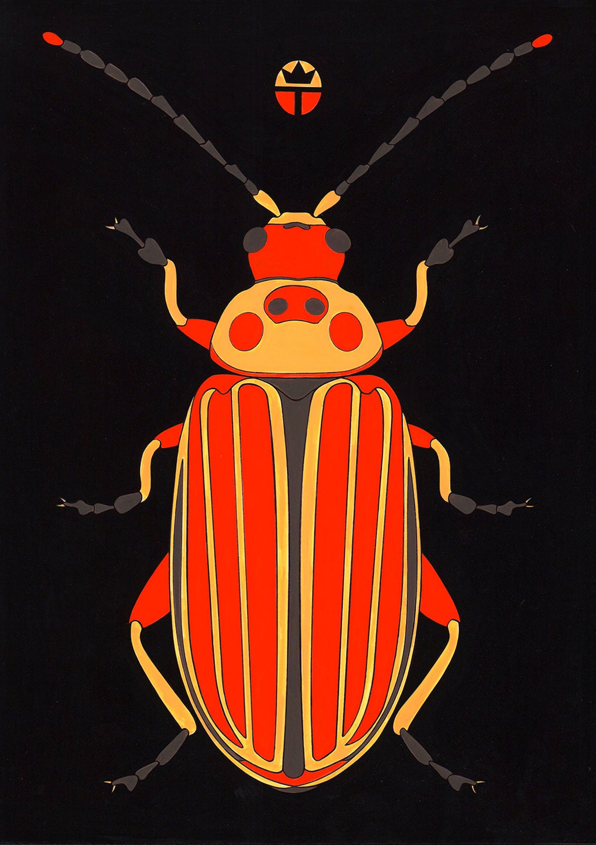 Disonycha Tenuicornis