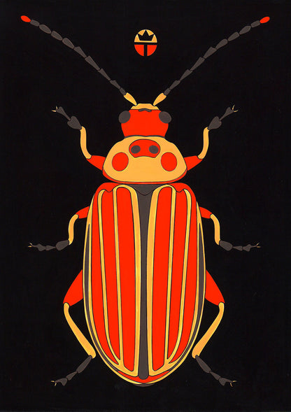 Disonycha Tenuicornis