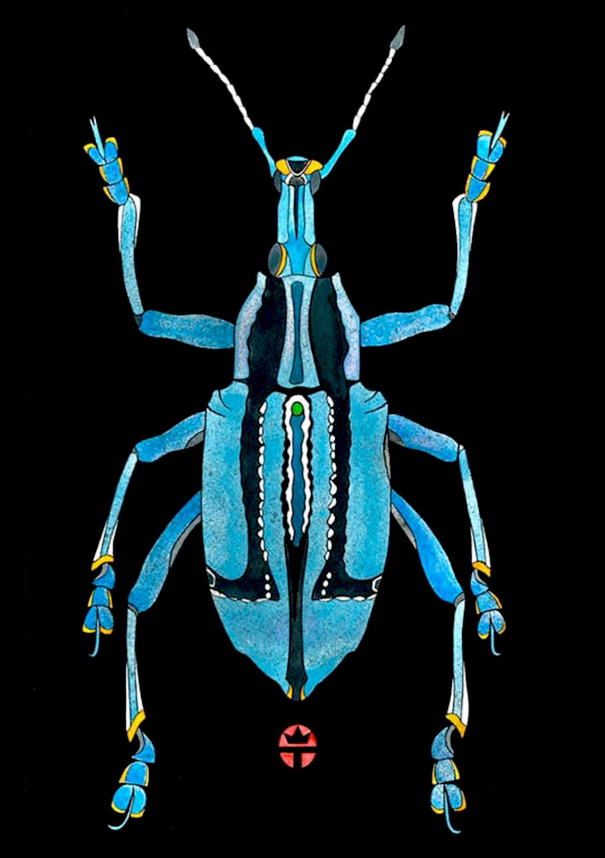 Eupholus Bennetti