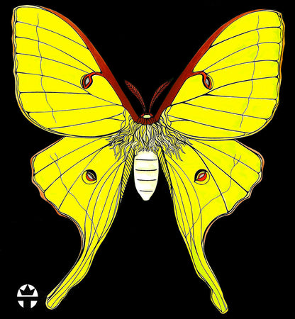 Luna Moth
