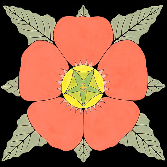 Globemallow flower on black background. by wil taylor. 12 inches by 12 inches. signed print
