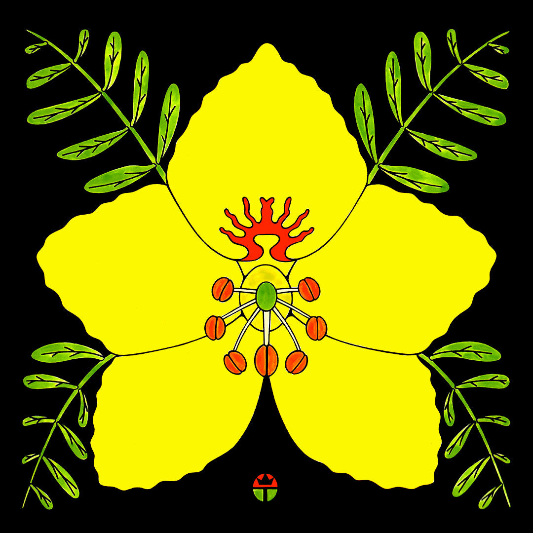 yellow palo verde blossom artwork on black background by wil taylor. print is 12 inches x 12inches