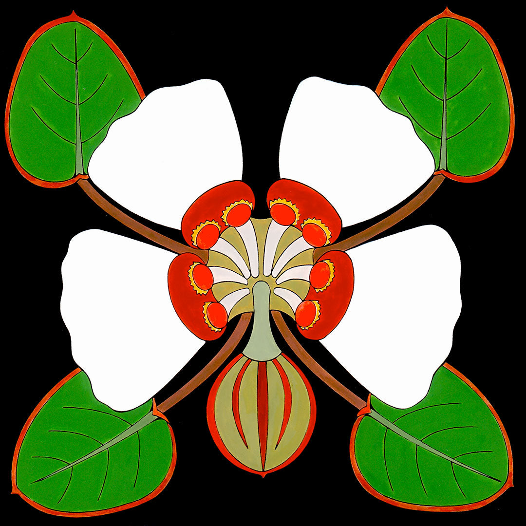 Rattlesnake weed flower print. 12"x12" by wil taylor